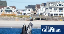 Dodging New York traffic: hundreds of humpback whaless on a collision course with ships