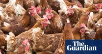 Farmers call for UK animal welfare rules to be upheld in Gulf states deal