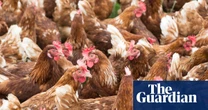 Labour faces legal scrutiny after allowing chickens to be carried by legs