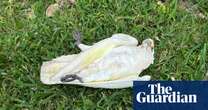 ‘Heartbreaking’: poisoning suspected after mass deaths of more than 200 little corellas in Newcastle