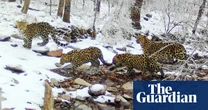 The week in wildlife – in pictures: four rare Amur leopards, perching puffins and a hungry fox