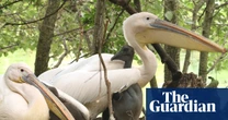 First pelicans in 360 years hatch in St James’s Park London