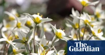Plant wild tulips, rather than showier varieties, for a meadowy garden look come spring