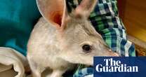 ‘Weird and cool’: bilby genome sequence could help to save the species