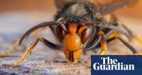 Asian hornet may have become established in UK, sighting suggests