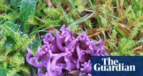 Fungi finds: UK citizen scientists make rare pink and purple discoveries