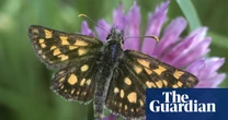 Midsummer butterlies spotted early in Britain after sunny spring