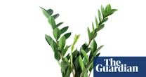 Houseplant clinic: which plants cope best in darker rooms?