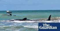 Sperm whale dies after being stranded on Florida beach