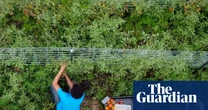 Trump tariffs to hit small farms in Maga heartlands hardest, analysis predicts