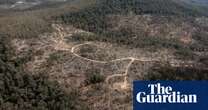 ‘Bad deal for taxpayers’: huge losses from NSW forest logging, reports reveal