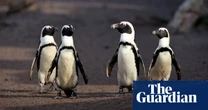 Penguins in peril: why two bird charities are taking South Africa’s environment minister to court