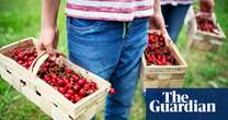 ‘Targets are unrealistic’: sacked fruit picker tells of treatment on Kent farm