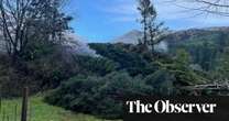 Kew’s rescue mission: arborists head to Scotland after hundreds of trees and plants felled by Storm Éowyn