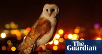 What a hoot! Owl sightings increase in London – and not just in the leafy suburbs