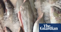 Threatened species and chips? Other fish frequently sold as flake, Australian study finds