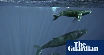 Specieswatch: Scientists trace haunting sea thrums to humpback whales