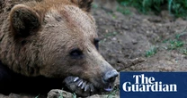 Hunt for bear that bit man in Norway to resume after wrong animal shot