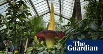 Plantwatch: the smelly deception of titan arum’s phallic spadix