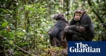 Chimps are dying of human sniffles. Is great ape tourism to blame?