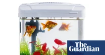 Houseplant hacks: does fish tank water work as fertiliser?