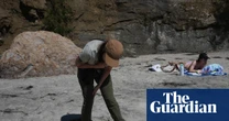 Scientists fear seabird die-off as El Niño looms: ‘We don’t know how bad this is will get’