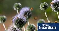 ‘I have seen the decline’: pesticides linked to falling UK insect numbers