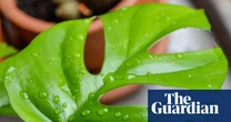 Houseplant hacks: is summer rain a ‘spa’ for indoor plants?
