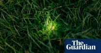 ‘There’s nothing else like it’: Dorset glowworm survey charms volunteers