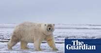 ‘Grolar’ hybrid of grizzlies and polar bears remains rare in wild, study finds