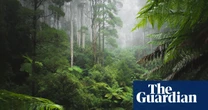 In the Green Heart by Richard Lloyd Parry review – neocolonial jungle fever