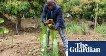 High tech, high yields? The Kenyan farmers deploying AI to increase productivity