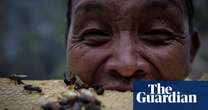 ‘Fraught with danger’: wild honey gathering in Nepal – in pictures