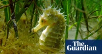 ‘It’s spectacular’: volunteer Dorset divers see summer of surging seahorses