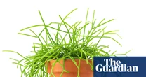 Houseplant clinic: why is my mistletoe cactus turning brown?