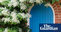 10 of the best climbing plants for your garden, from honeysuckle to sweet pea
