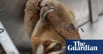 Week in wildlife: a slow loris, a tiny deer and a glamorous dumpling squid