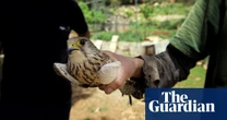 ‘Massacred for TikTok likes’: is social media feeding the slaughter of 2.6m birds in Lebanon?