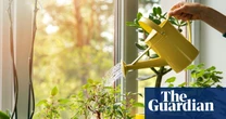 14 ways to keep your houseplants alive while you’re on holiday (and how to revive them when you get back)