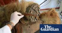 Mulleted mammoth called Chris Waddle helps scientists crack creatures’ genetic code