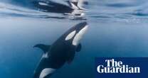 ‘Access to food is not the problem’: new orca study deepens mystery behind endangerment