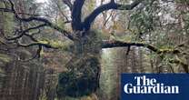 Scotland’s ancient Skipinnish Oak wins UK tree of the year