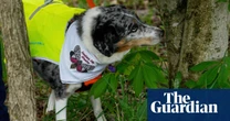 Dogs are being trained to weed out eggs of invasive spotted lanternflies in US