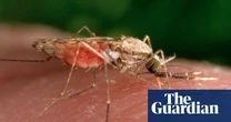 Mosquitoes can become attracted to insect repellant, study suggests