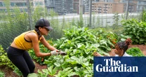 Okra up north: how a forgotten heirloom travelled the African diaspora to Toronto