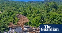 ‘Osprey cam’ streams life of nesting seabirds perched at tip of 55 metre-long Queensland rainforest canopy crane
