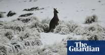 Australian Alps face world’s largest loss of snow by end of century, research shows