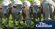 EU pumps four times more money into farming animals than growing plants