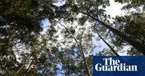 Environmentalists worry as Labor seeks consensus on new federal nature laws