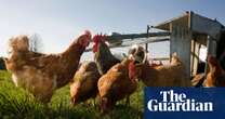 Human case of avian flu detected in England as virus spreads among birds